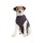 Medical Body Suit hond